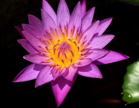马六合彩彩票生肖幸运象征